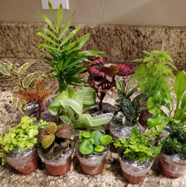 tree stump fairy house plants